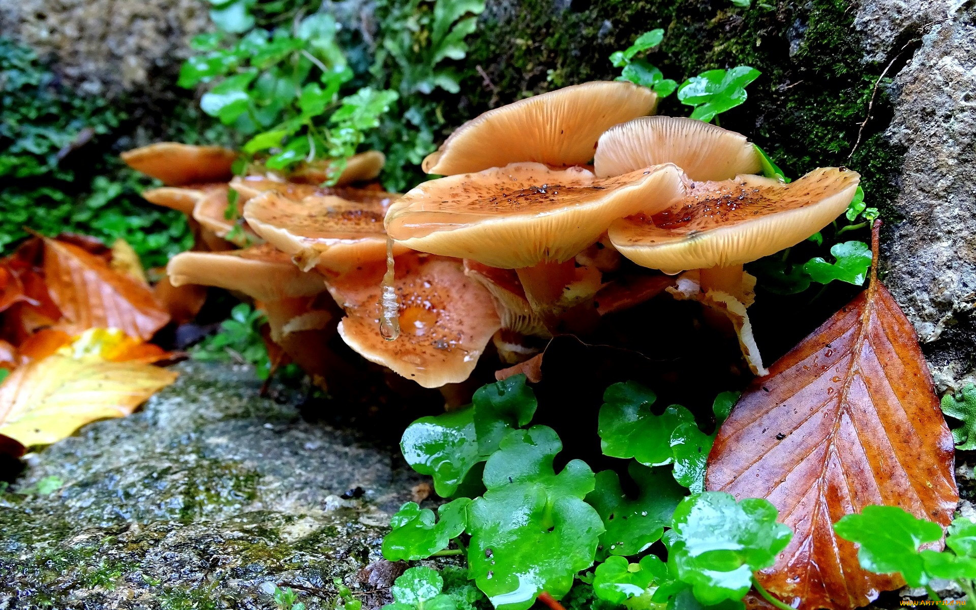 Осенние рыжие грибы